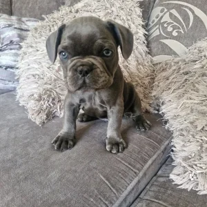 5 Frech Bulldog Puppies