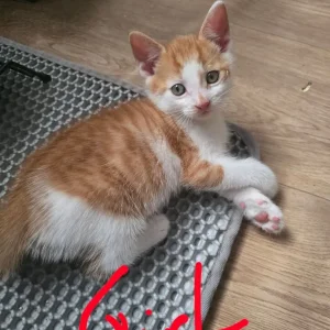 Two tiny kittens, potty trained - Image 2