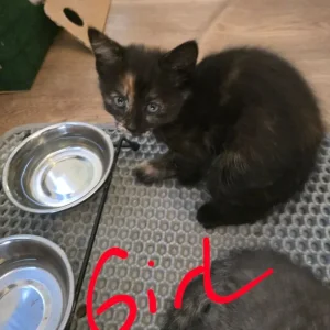 Two tiny kittens, potty trained - Image 3
