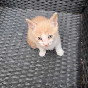 Two tiny kittens, potty trained - Image 5