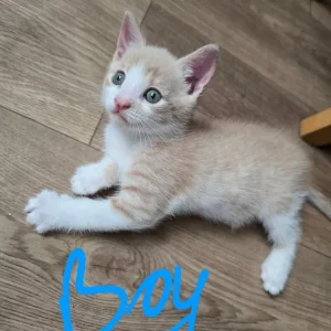 Two tiny kittens, potty trained