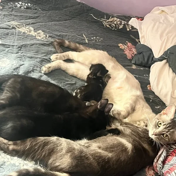 4 black kittens with grey mother