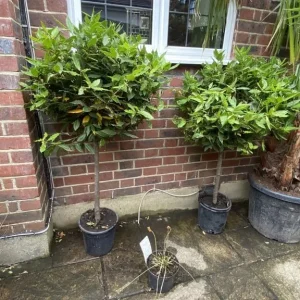Bay Tree Standards Various Sizes, Some Big Ones - Image 4