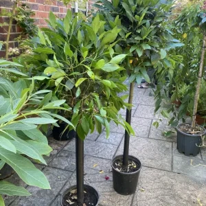 Bay Tree Standards Various Sizes, Some Big Ones - Image 5