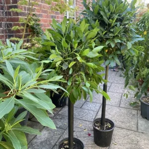 Bay Tree Standards Various Sizes, Some Big Ones