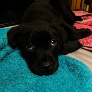 8 Month Old Black Labrador Puppy - Image 3