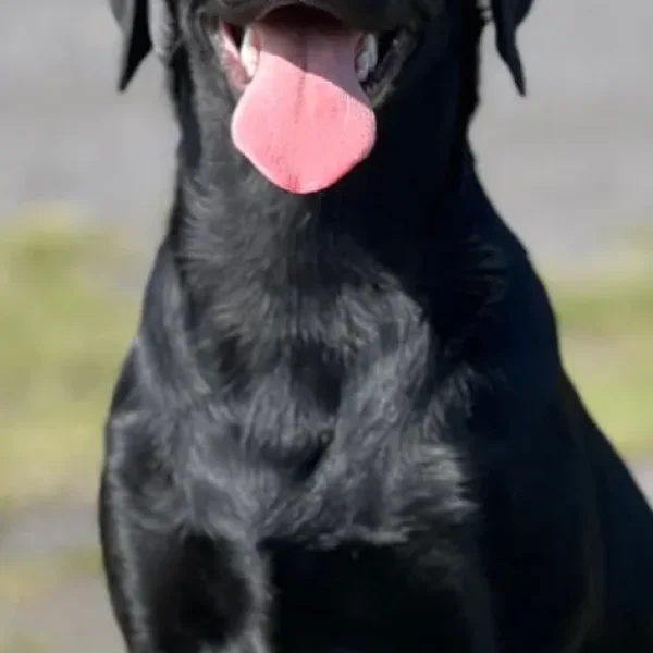 8 Month Old Black Labrador Puppy