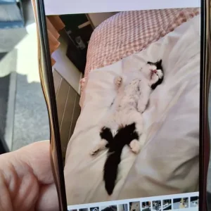 Cat - Image 2