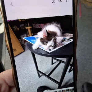 Cat - Image 3