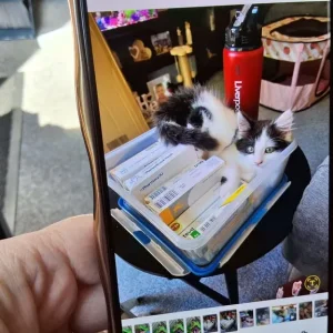Cat - Image 5