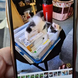 Cat - Image 6