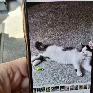 Cat - Image 7