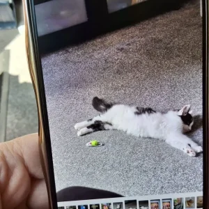 Cat - Image 8