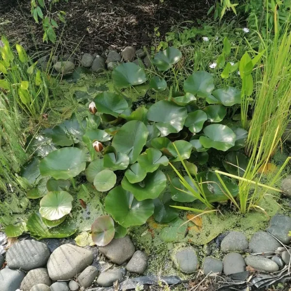 Pond lily - well established
