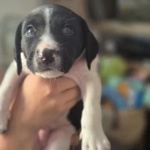 Staffie X Cockapoo Puppies - Image 2