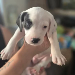 Staffie X Cockapoo Puppies - Image 3