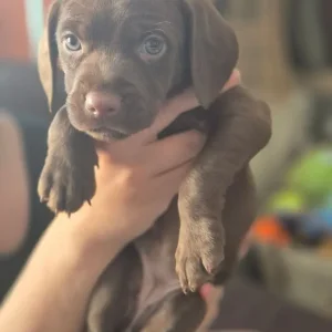 Staffie X Cockapoo Puppies - Image 4