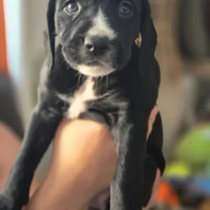 Staffie X Cockapoo Puppies - Image 5