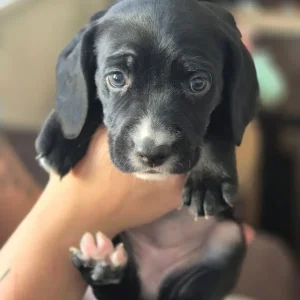 Staffie X Cockapoo Puppies - Image 7