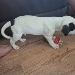 Staffie X Cockapoo Puppies - Image 8