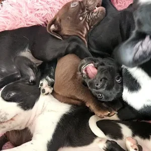 Staffie X Cockapoo Puppies