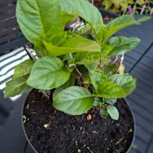 Hydrangea Shrub