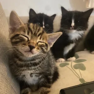 7 weeks kittens - Image 3