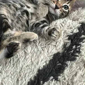 7 weeks kittens - Image 4