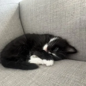 7 weeks kittens - Image 5