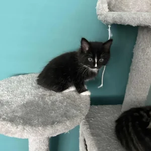7 weeks kittens - Image 6
