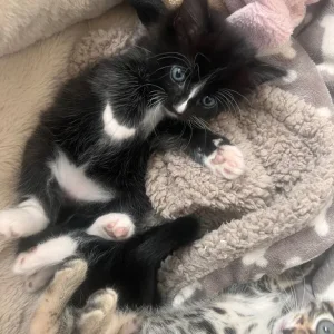 7 weeks kittens - Image 7
