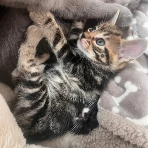 7 weeks kittens - Image 8