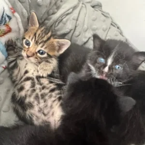 7 weeks kittens