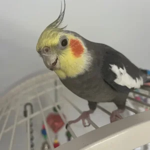 Cockatiel boy - Image 2