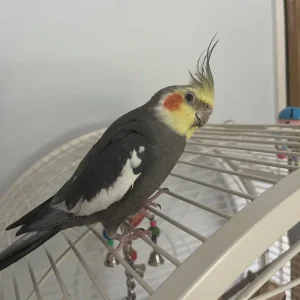 Cockatiel boy - Image 3