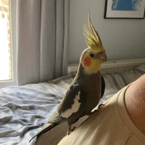 Cockatiel boy