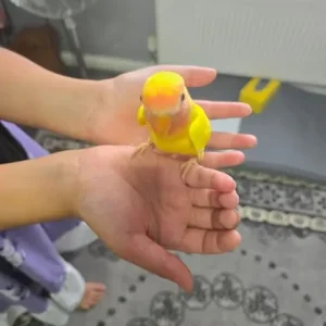 Baby