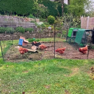 Omlet Eglu Up chicken coop