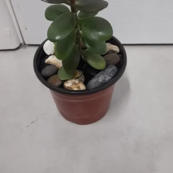 Small Jade Plant