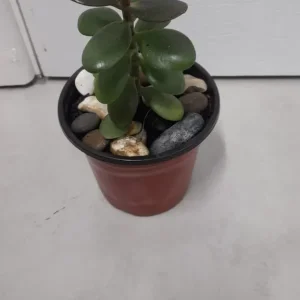 Small Jade Plant