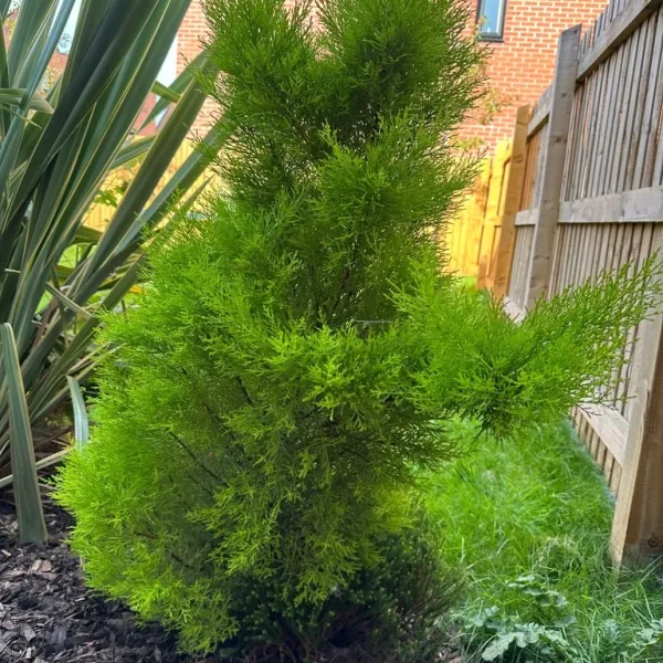 Evergreen GOLDCREST Monterey Cypress