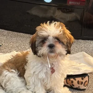 Shih Tzu puppy ..winnie - Image 3