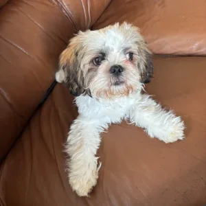 Shih Tzu puppy ..winnie