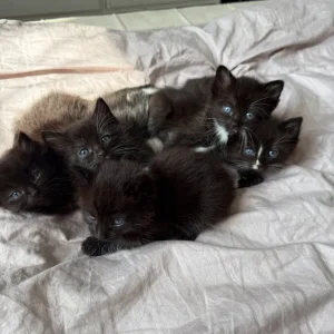 Kittens for sale - Image 2