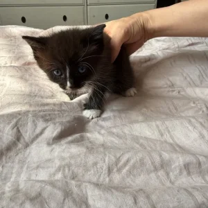 Kittens for sale - Image 3