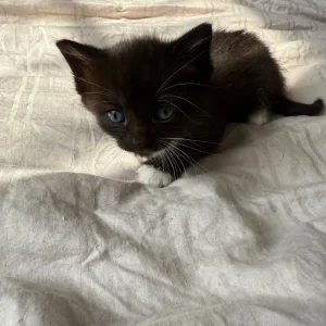 Kittens for sale - Image 4