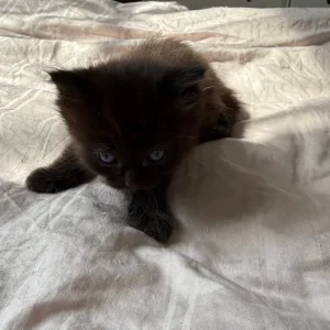 Kittens for sale - Image 5
