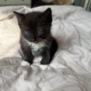 Kittens for sale - Image 6
