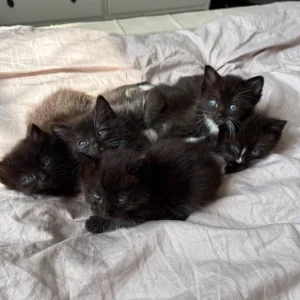 Kittens for sale - Image 7