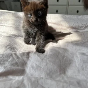 Kittens for sale